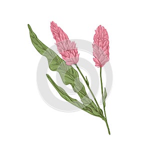 Common bistort flowers. Retro botanical drawing of Persicaria bistorta. Realistic knotweed. Snakeroot, meadow wild plant