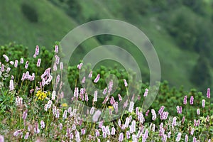 Common bistort (Persicaria bistorta)