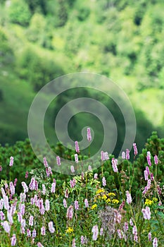 Common bistort (Persicaria bistorta) flowering