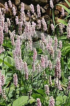 Common bistort pink flower spikes