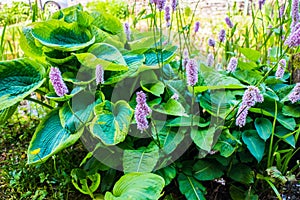 Common Bistort plant beside a garden pond