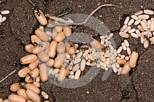 Common black ant (Lasius niger) pupae close up