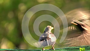 Common black bird thrushes playing during summertime, aka turdus merula or eurasian blackbird. Class Aves
