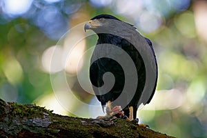 Common Black Hawk - Buteogallus anthracinus  a big dark bird of prey in the family Accipitridae, formerly Cuban black-hawk