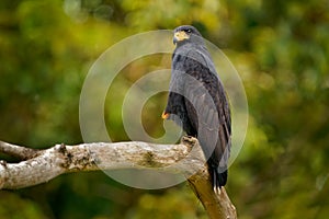 Common Black Hawk - Buteogallus anthracinus  a big dark bird of prey in the family Accipitridae, formerly Cuban black-hawk