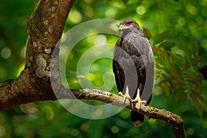 Common Black Hawk - Buteogallus anthracinus  a big dark bird of prey in the family Accipitridae, formerly Cuban black-hawk