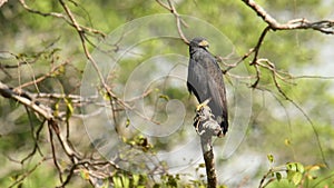 Common Black Hawk - Buteogallus anthracinus  big dark bird of prey in the family Accipitridae, formerly Cuban black-hawk