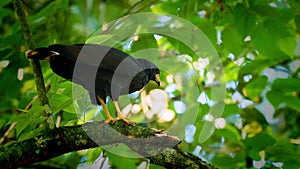 Common Black Hawk - Buteogallus anthracinus big dark bird of prey in the family Accipitridae, formerly Cuban black-hawk