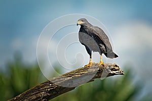 Common Black Hawk - Buteogallus anthracinus a bird of prey in the family Accipitridae
