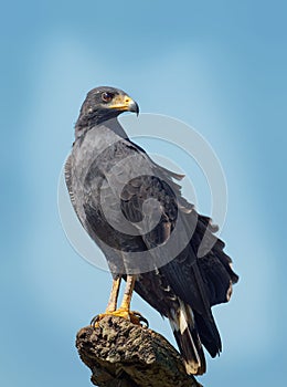 Common Black Hawk - Buteogallus anthracinus a bird of prey in the family Accipitridae