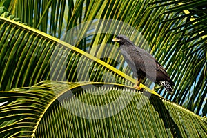 Common Black Hawk - Buteogallus anthracinus a bird of prey in the family Accipitridae, formerly included the Cuban black-hawk