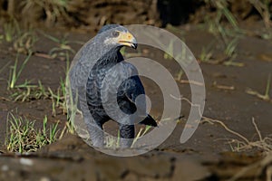 Common Black Hawk - Buteogallus anthracinus  a bird of prey in the family Accipitridae, formerly included the Cuban black-hawk