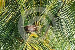 Common Black Hawk (Buteogallus anthracinus), taken in Costa Rica