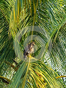 Common Black Hawk (Buteogallus anthracinus), taken in Costa Rica