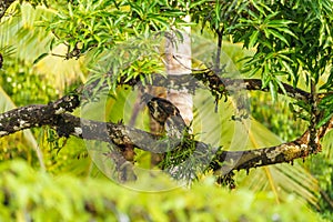 Common Black Hawk (Buteogallus anthracinus), taken in Costa Rica