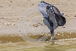 Common Black Hawk (Buteogallus anthracinus), taken in Costa Rica