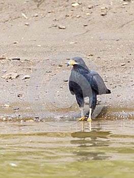 Common Black Hawk (Buteogallus anthracinus), taken in Costa Rica