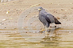 Common Black Hawk (Buteogallus anthracinus), taken in Costa Rica