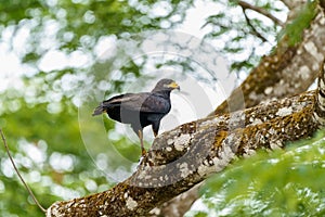 Common Black Hawk (Buteogallus anthracinus), taken in Costa Rica