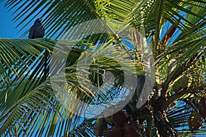 Common black hawk on a coconut palm in Corcovado National Park on peninsula Osa in Costa Rica