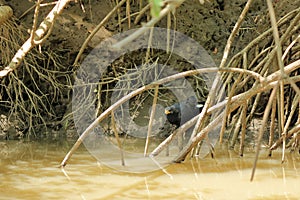 Common black hawk on the riverbank of the Tarcoles river, costa rica