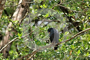 Common black hawk on the riverbank of the Tarcoles river, costa rica