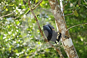 Common black hawk on the riverbank of the Tarcoles river, costa rica