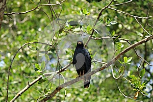 Common black hawk on the riverbank of the Tarcoles river, costa rica