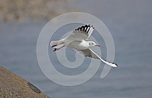 Common Black-headed Gull