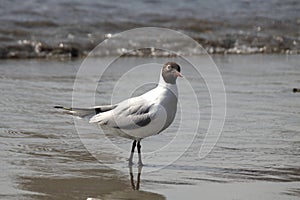 Common Black.headed Gull