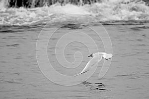 Common Black-headed Gull