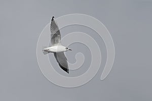 Common Black-headed Gull