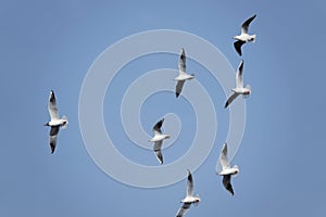 Common Black-headed Gull