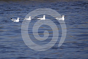 Common Black-headed Gull