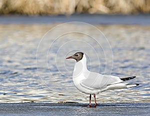 Common Black-headed Gull sitting top of icecap in the spring time