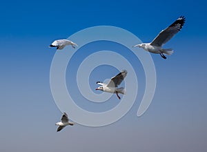 Common black-headed gull