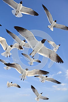 Common Black Headed Sea Gulls Flying In Blue Sky photo