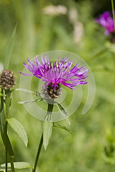 Common (Black) Knapweed Centaurea nigra 'rayed'