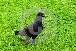 a common black pigeon searching for food