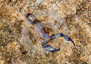 Common Black Scorpion, Nebo hierichonticus Diplocentridae