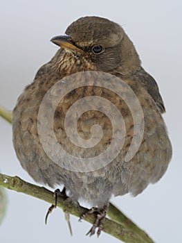 Common Blackbird