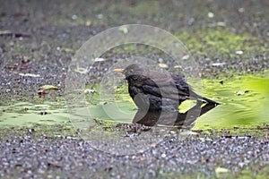 Common blackbird bathing in the puddle after summer rain