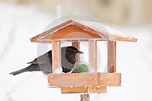 Common blackbird blackbird in bird house, bird feeder