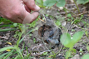 Young blackbirds gets feed a worm