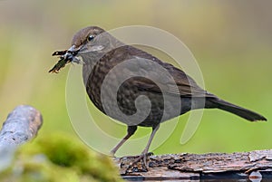 Common blackbird with building material for his nest in beak posing near a waterpond on mossy earth