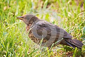 Common blackbird chick fledgling on grass Turdus merula