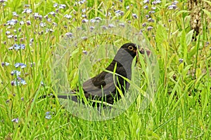 Common blackbird collecting food for juveniles