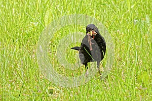 Common blackbird collecting food for juveniles