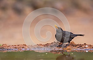 Common blackbird drinking water