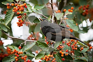 Common blackbird feeding on rowan in autumn nature